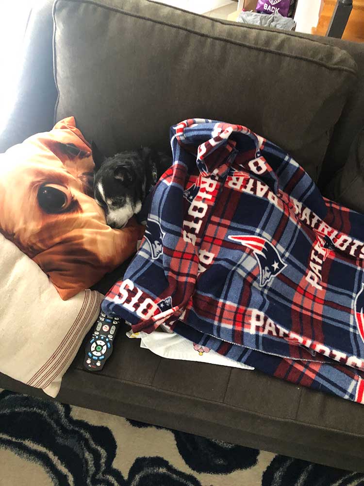dog sleeping on a couch under a blanket