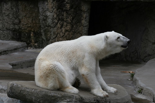 Polar Bear